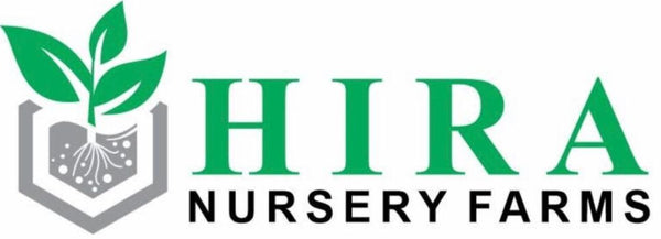 Hira Nursery