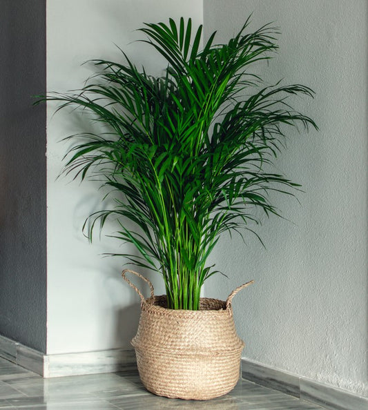 a popular tropical plant with multiple, golden-yellow, cane-like stems and feathery, arching fronds that add a vibrant, resort-style feel to a room. It grows in a dense, clumping shape, is an excellent air purifier