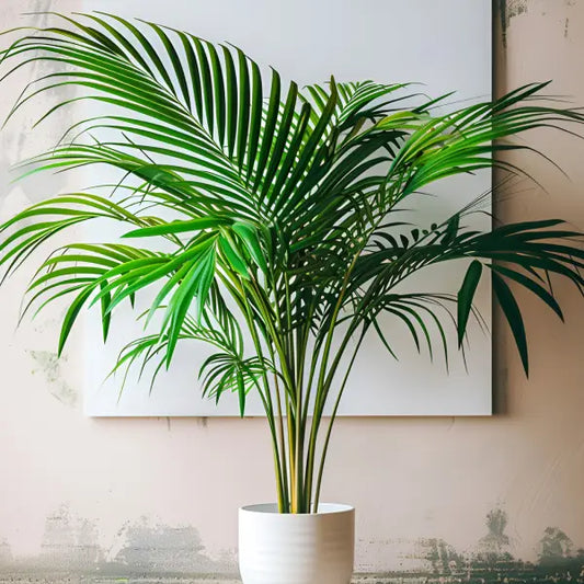Indoor&Outdoor Plants